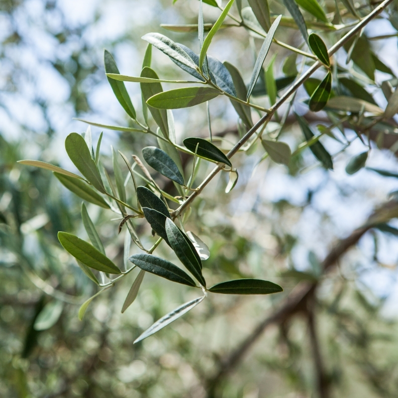 עלי זית