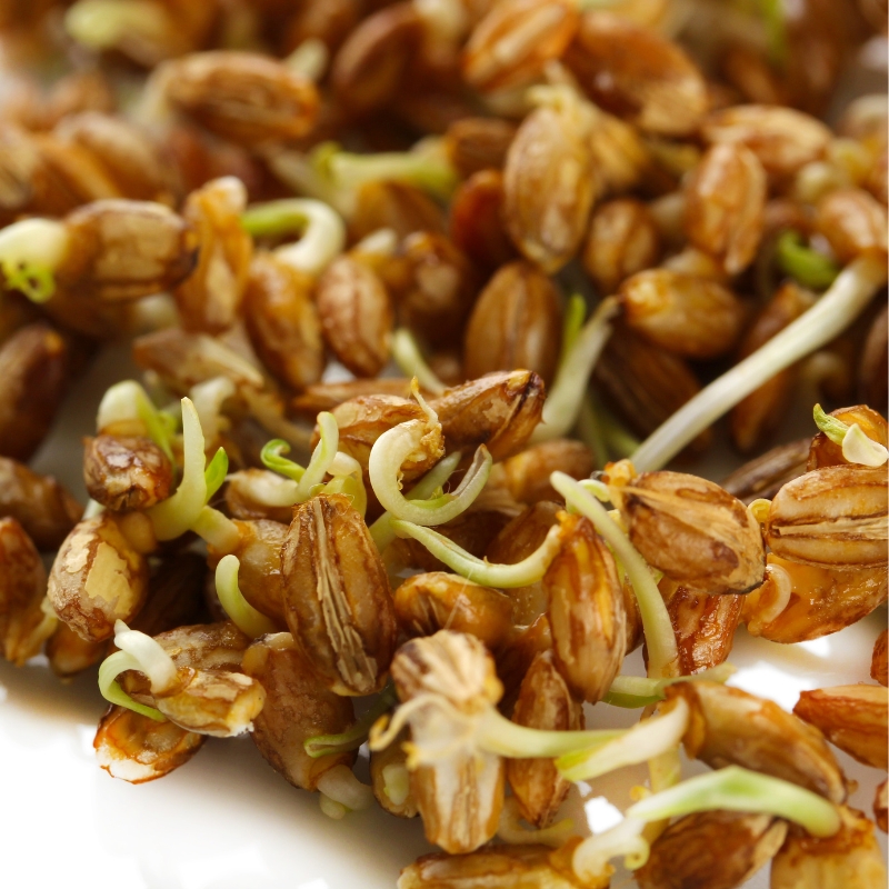 נבט חיטה