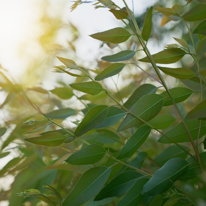 eucalyptus article